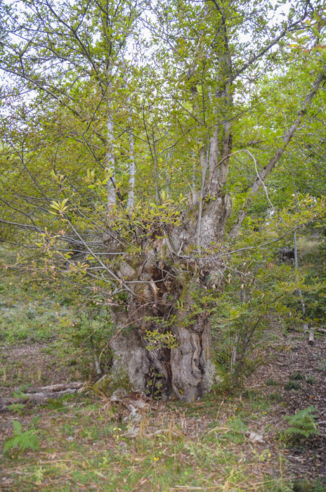 Albero del castagno secolare