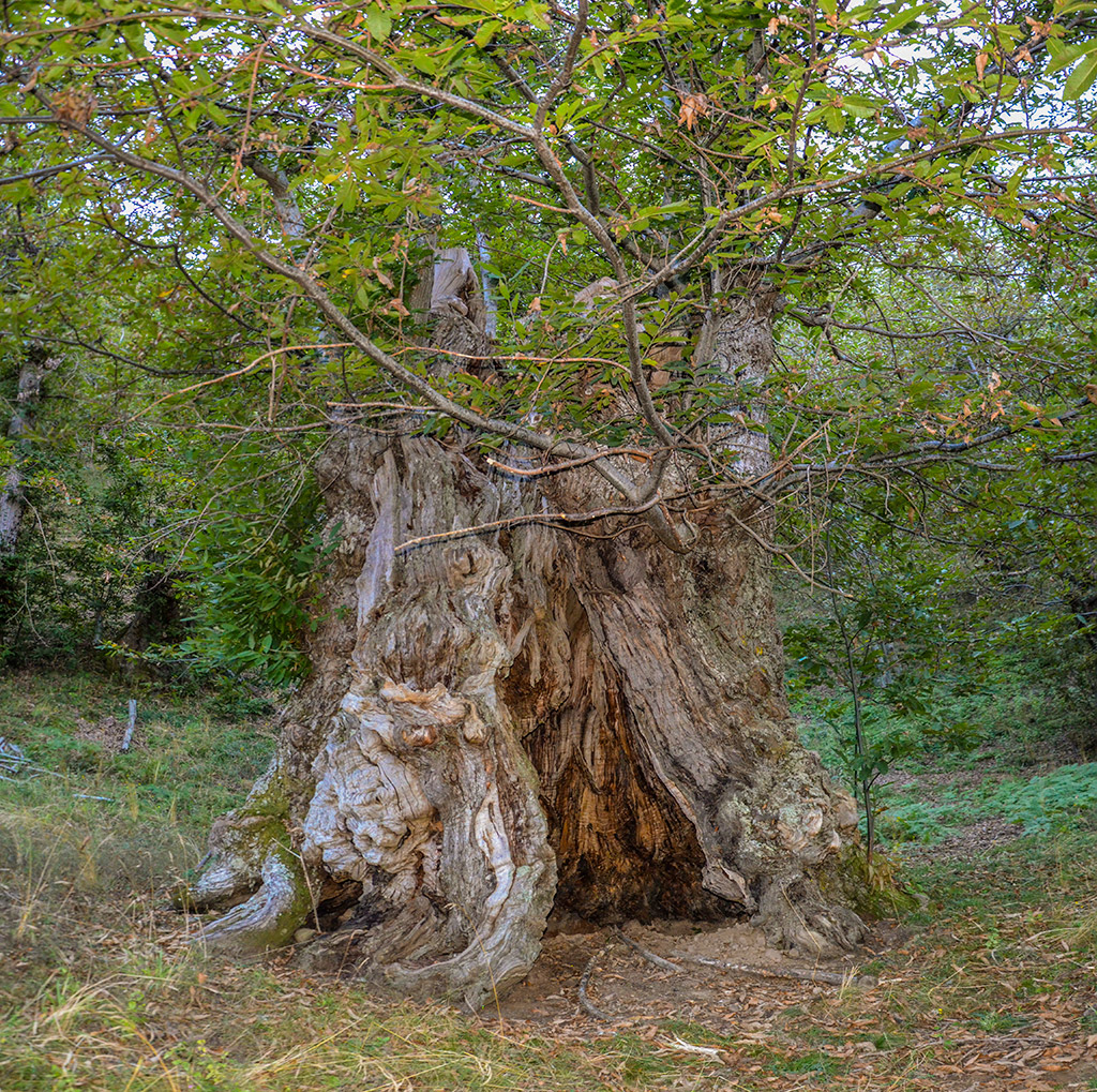 Albero di castagno secolare