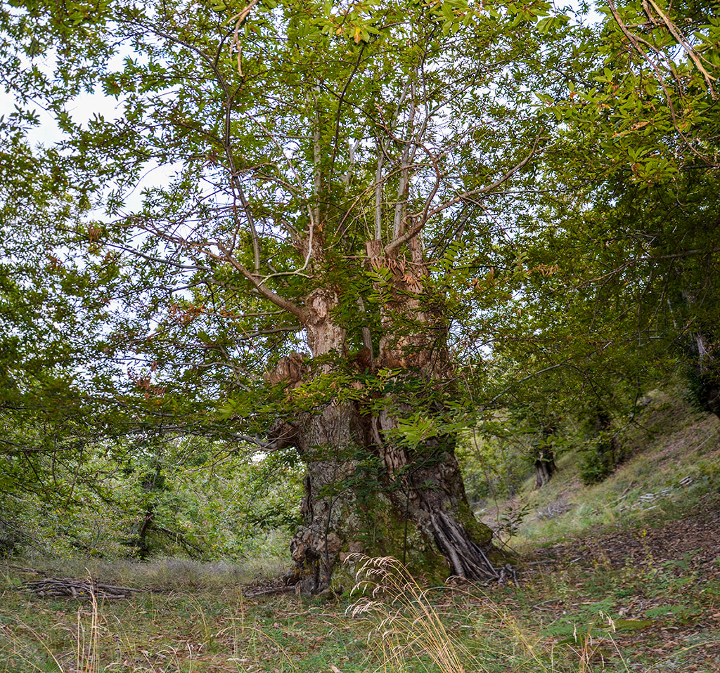 Albero di castagno secolare    