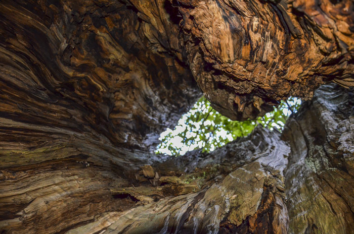 Dettaglio albero del castagno secolare     