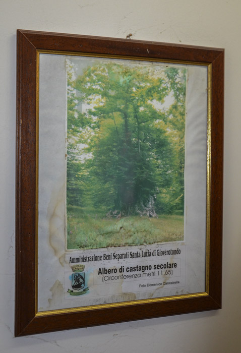 Quadro dell'albero di castagno secolare